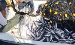 Palamut bereketi: Tekneler dolu dönüyor