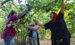 Fındık toplarken fıtık olmayın