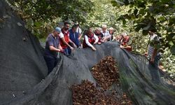Fındık hasat filesi maliyetleri yüzde 80 düşürüyor