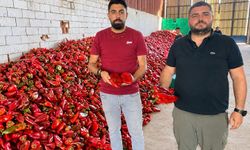 Kapya biberde bolluk fiyatlar düştü