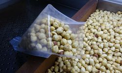 Fındıkta kırım, kavurma ve paketleme çalışmaları başladı