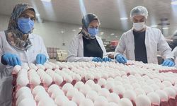 Yumurta üreticilerinin gözü Tahıl Koridoru'nda
