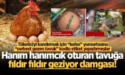 Hanım hanımcık oturan tavuğa fıldır fıldır geziyor damgası!