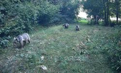 Yaban hayvanları görüntülendi