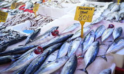 Karadeniz'de palamut patlaması: Tanesi 80 TL