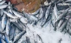 Bir gecede 2 bin adet palamut yakaladı