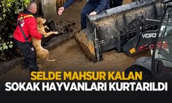 Selde mahsur kalan sokak hayvanlarının imdadına yetiştiler