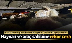 Durdurulan kamyonun kasasından raporsuz 156 küçükbaş hayvan çıktı! Hayvan ve araç sahibine rekor ceza