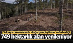Sakarya ormanlarında 'doğal gençleştirme' seferberliği: 749 hektarlık alan yenileniyor