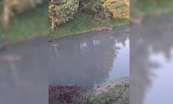 Mudurnu deresini yine kirletiyorlar!