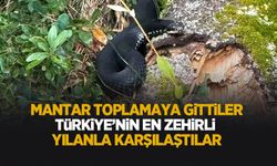 Türkiye'nin en zehirlı yılanı Sakarya'da görüntülendi