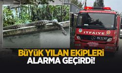 Bahçede dev yılan paniği