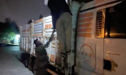 Akyazı gişelerinde belgesiz hayvan sevkiyatı denetime takıldı