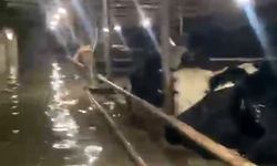 Sular altında kalan ahırdaki hayvanların bekleyişi kamerada