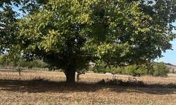Bilecik'te ceviz toplarken hayatını kaybetti