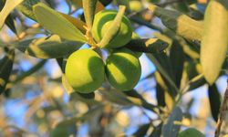 1 kilogram yağlık zeytinin maliyeti belli oldu