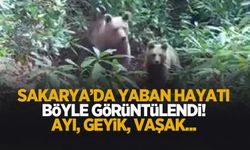 Sakarya'da yaban hayatı böyle görüntülendi! Ay, geyik, vaşak...