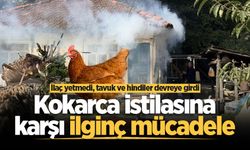 Kokarca istilasına karşı ilginç mücadele: İlaç yetmedi, tavuk ve hindiler devreye girdi