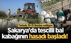 Sakarya'da tescilli bal kabağının hasadı başladı! Tarlada 10-15 liradan satılıyor