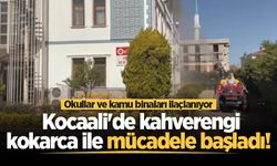 Kocaali'de kahverengi kokarca ile mücadele başladı! Okullar ve kamu binaları ilaçlanıyor