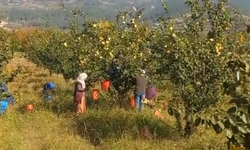 Geyve'de sarı elmasın hasadı başladı