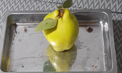 Dalların altın sarısı tartıyı zorladı