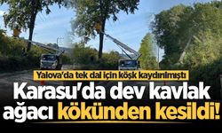 Yalova'da tek dal için köşk kaydırılmıştı: Karasu'da dev kavlak ağacı kökünden kesildi!