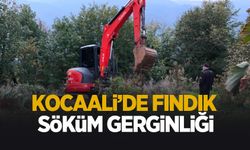 Kocaali'de fındık söküm gerginliği