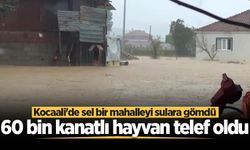 Kocaali'de sel bir mahalleyi sulara gömdü: 60 bin kanatlı hayvan telef oldu