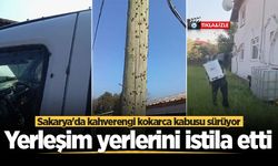 Sakarya'da kahverengi kokarca kabusu sürüyor! Yerleşim yerlerini istila etti