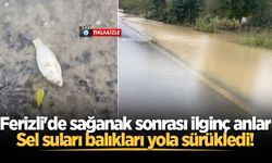 Ferizli'de sağanak sonrası ilginç anlar: Sel suları balıkları yola sürükledi!
