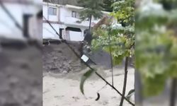 Sel suları kamelyayı yuttu