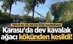 Yalova'da tek dal için köşk kaydırılmıştı: Karasu'da dev kavalak ağacı kökünden kesildi!