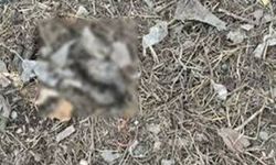 Bunun adı vahşet! Yavru kedilerin başını ve ayaklarını kestiler