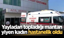 Yayladan topladığı mantarı yiyen kadın hastanelik oldu