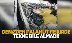 5 bin palamut tekneye sığmadı, yardıma başka tekne geldi