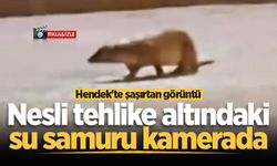 Hendek'te şaşırtan görüntü! Nesli tehlike altındaki su samuru kamerada