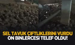 Sel felaketi hayvancılığı da vurdu! Çiftliklerde büyük kayıp