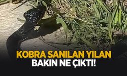 Yol kenarında görüldü! Kobra sanıldı, Gerçek başka çıktı