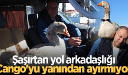 Şaşırtan yol arkadaşlığı: Cango'yu yanından ayırmıyor