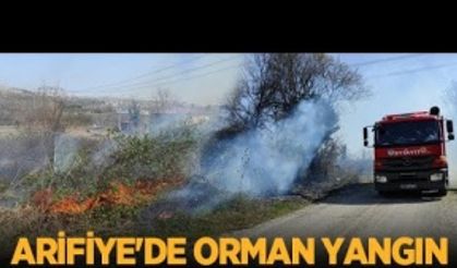 Arifiye'de orman yangın! Evlere sıçramadan söndürüldü