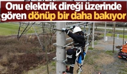 Onu elektrik direği üzerinde gören dönüp bir daha bakıyor