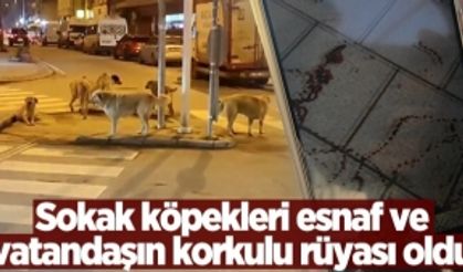 Sokak köpekleri esnaf ve vatandaşın korkulu rüyası oldu