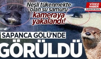 Sapanca Gölü’nde nesli tükenmekte olan su samuru görüldü