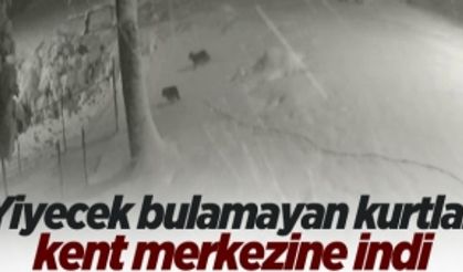 Yiyecek bulamayan kurtlar kent merkezine indi