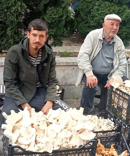 Hendek’te mantar vatandaşın geçim kaynağı oldu