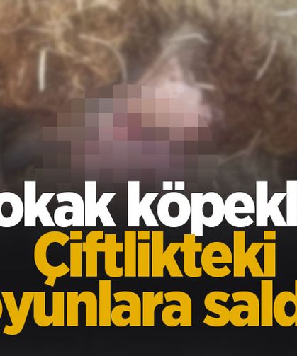 Sokak köpekleri dehşet saçtı