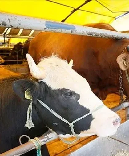 Kurbanlık hayvanlarda ilaç uyarısı: “Kalıntı sürelerine dikkat edilmeli”