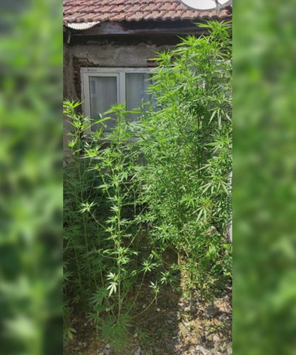 Akyazı'da şok baskın: 60 kök kenevir ele geçirildi