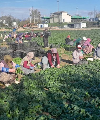 Kilosu tarlada 5, pazarda 35 TL!